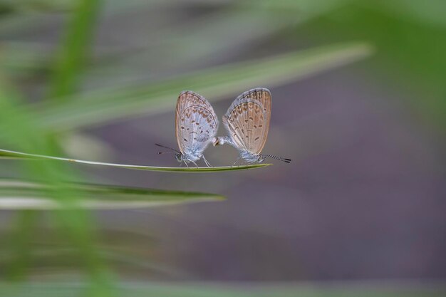 A mating pair of small butterfly perching on the tip of a green plant closeup Indonesia