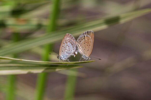 A mating pair of small butterfly perching on the tip of a green plant closeup Indonesia