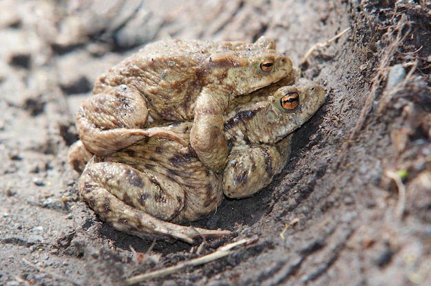 Mating of toads