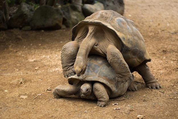 動物園でカメの交尾の詳細をクローズアップ