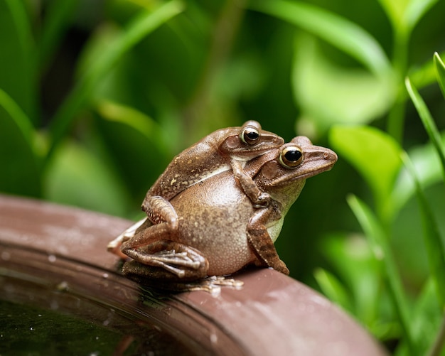 写真 プールの端にある交尾アマガエル