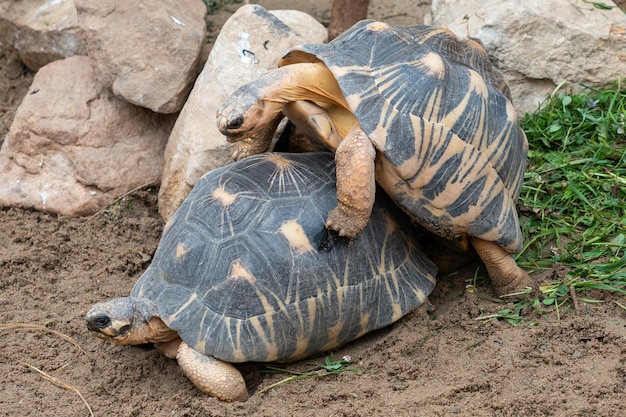 Mating of turtles Radiated tortoises Astrochelys radiata