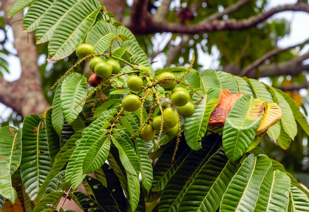 Matoa-vruchten (Pometia pinnata) hangend aan de boom, inheems fruit uit Papua, Indonesië