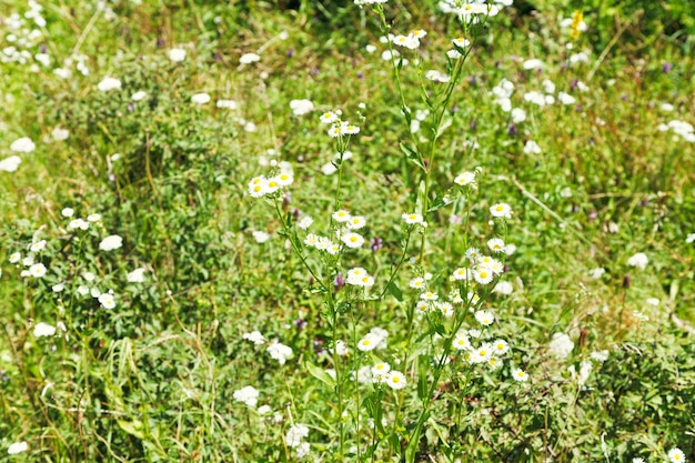 Matricaria bloemen op zomerweide