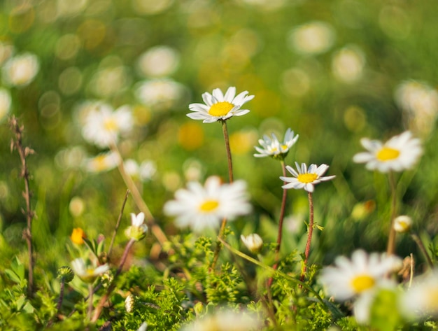 Matricaria chamomilla daisies among green grass on a Sunny day