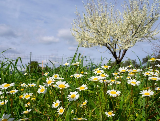 Matricaria chamomilla daisies among green grass on a Sunny day