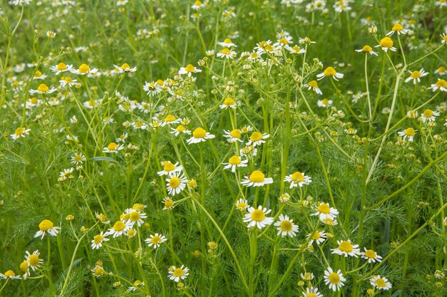 Matricaria chamomilla in the garden with blurred same flowers and green leaves in the background