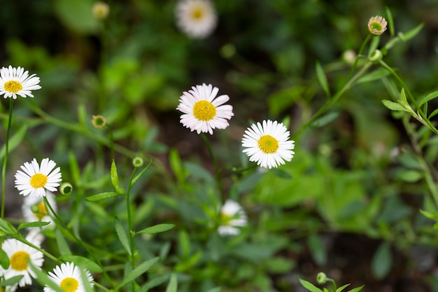 Matricaria recutita is a plant widely used for medicinal and cosmetic purposes selective focus