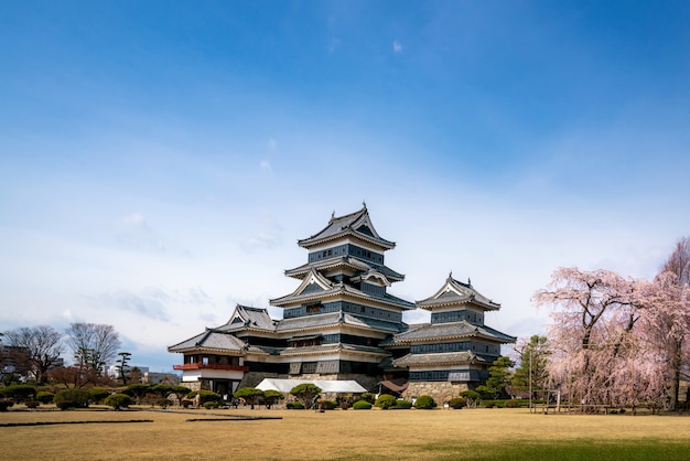 Matsumoto castle during cherry blossom is one of the most famous sights in matsumoto, nagano, japan