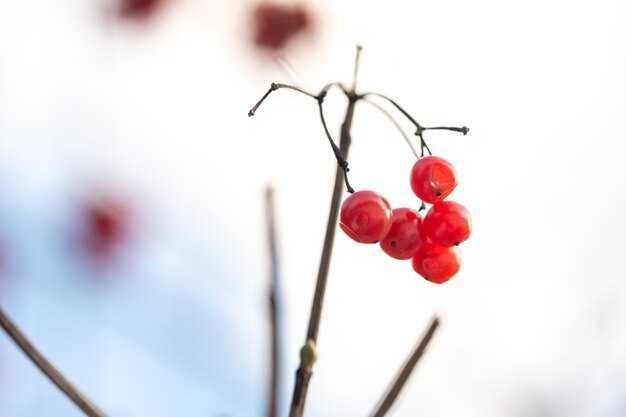 Matte red viburnum berries hang on tree branches on a frosty winter day