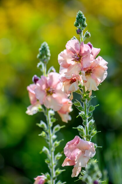 Matthiola incana Bloeiend in een Engelse tuin