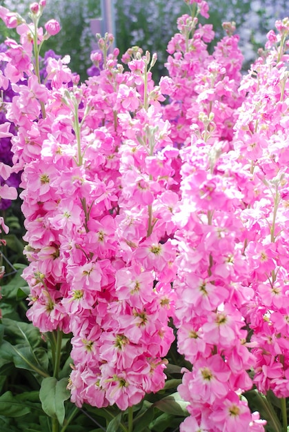 Matthiola incana bloemenvoorraad bloemen snijbloemen in volle bloei Roze Matthiola