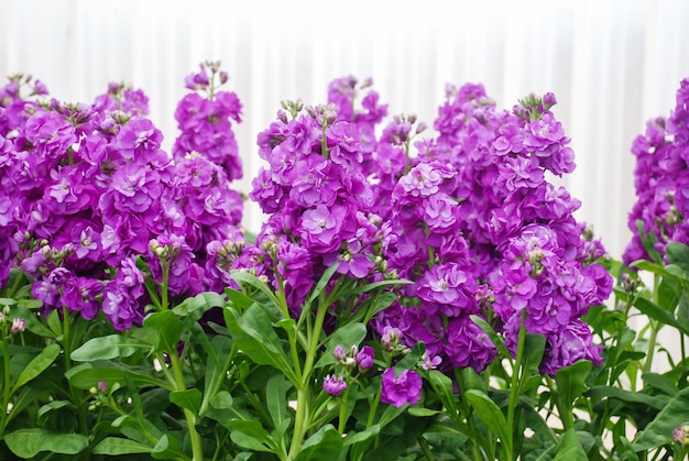 Matthiola incana 꽃 스톡 꽃 절화 보육원 만개 보라색 Matthiola