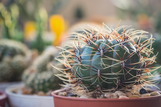 ポットの中の Matucana aureiflora サボテン