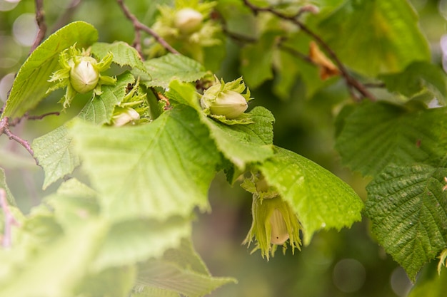 Maturation of hazelnuts. Green texture