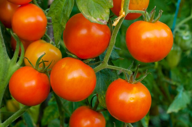 Maturation of tomatoes on shoots in natural conditions created by professionals