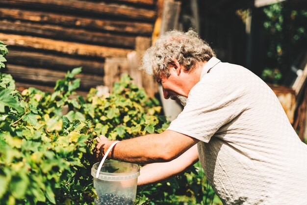 Mature adult farmer harvesting herbs on an organic garden during the sun outdoors concept of growing