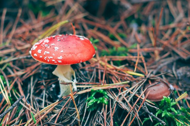 Mature amanita muscaria known as the fly agaric or fly amanita