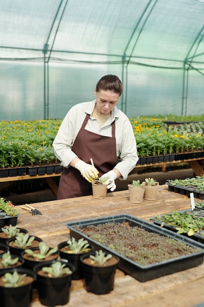 Mature brunette female in apron and gloves transplanting seedlings