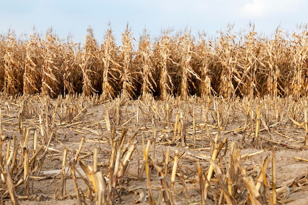 Mature corn autumn