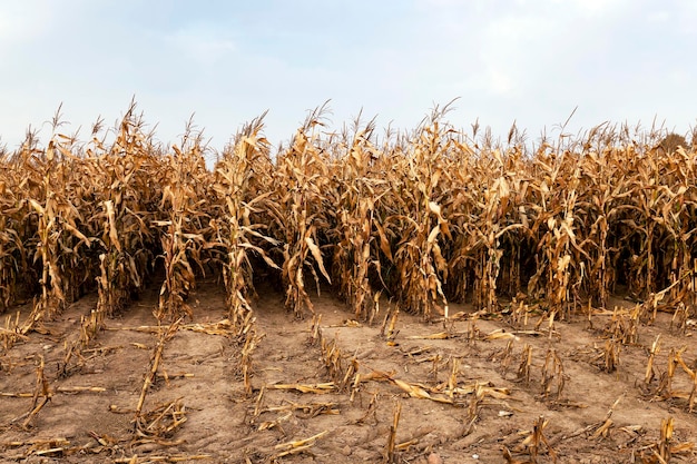 Mature corn autumn