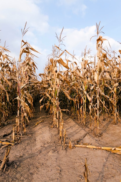 Photo mature corn autumn