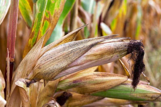 Mature corn crop