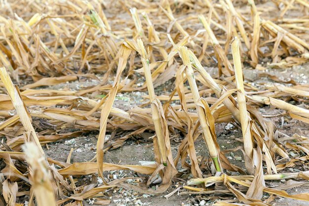 Mature corn crop