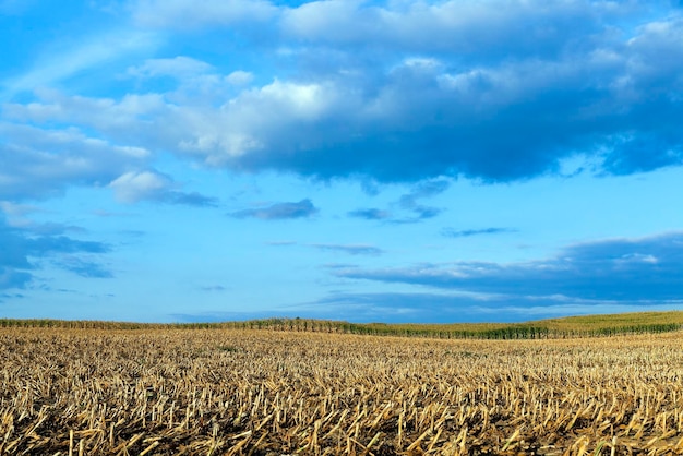 Photo mature corn crop