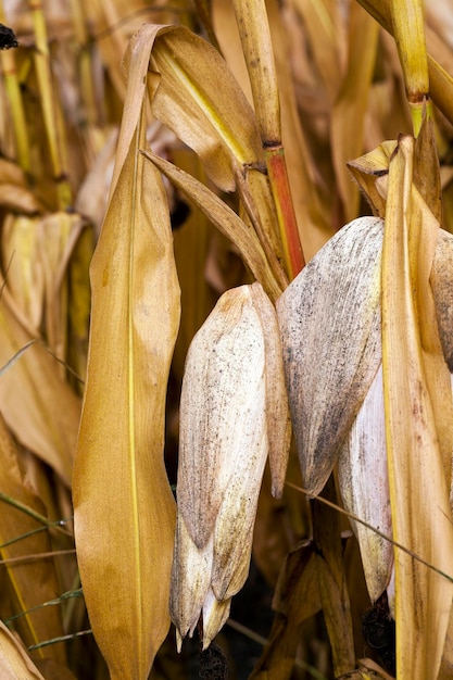 Mature corn crop