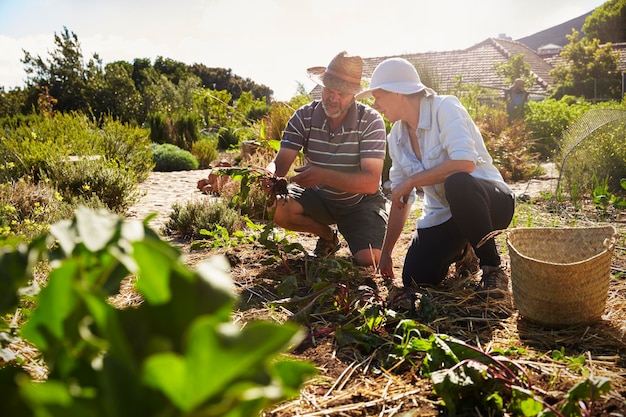 Mature Couple Working On Community Allotment Together