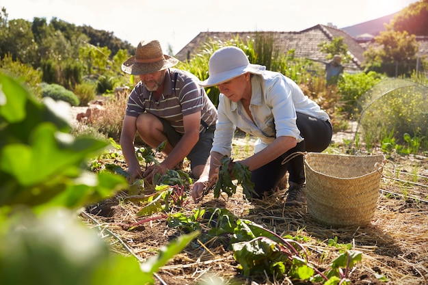 Mature Couple Working On Community Allotment Together