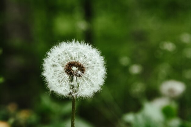 Mature dandelion on the field