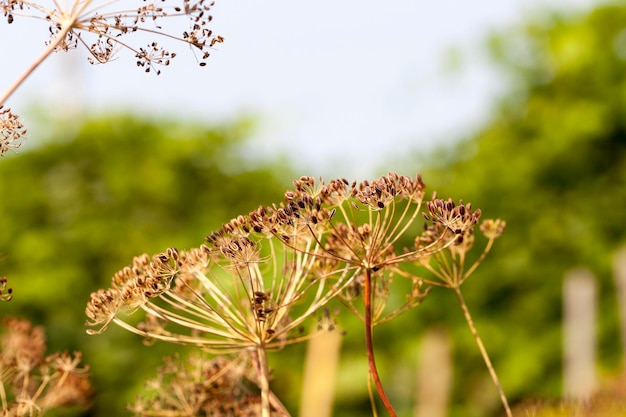 Mature dill closeup