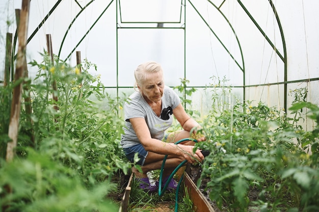 Mature elderly woman watering plants with water hose. 