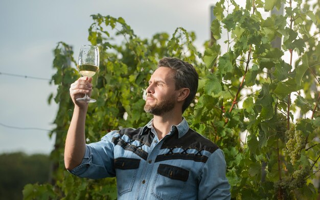 Mature enologist man looking at wine glass at winery outdoor sommelier