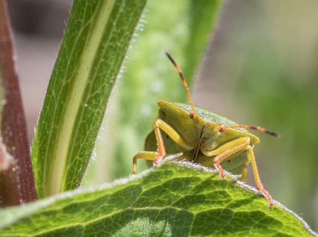 Mature Eurasian Green shield bug Palomena prasina on a green leaf, portrait of the front