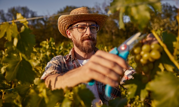 Mature farmer harvesting grapes on vineyard