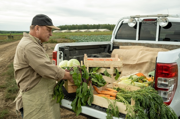Mature farmer putting box with beets on car trunk