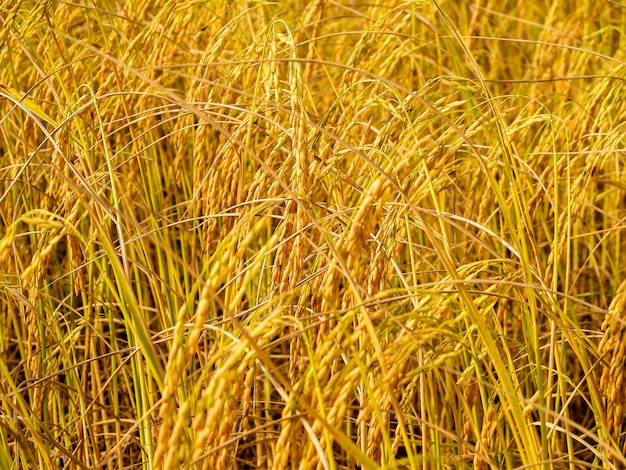 Mature harvest golden rice