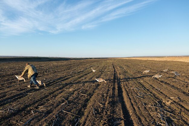 A mature hunter arranges stuffed decoy geese across the field