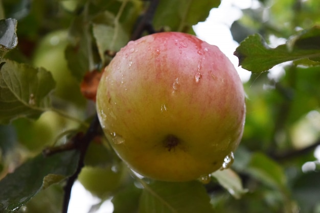 Mature juicy apples hanging on a branch