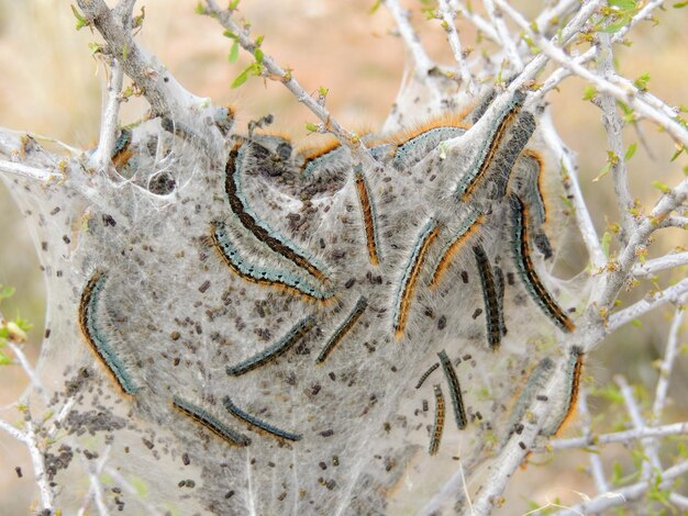 Foto larve mature di bruchi di tenda occidentale larve di falena genere malacosoma lasiocampidae tenda di seta