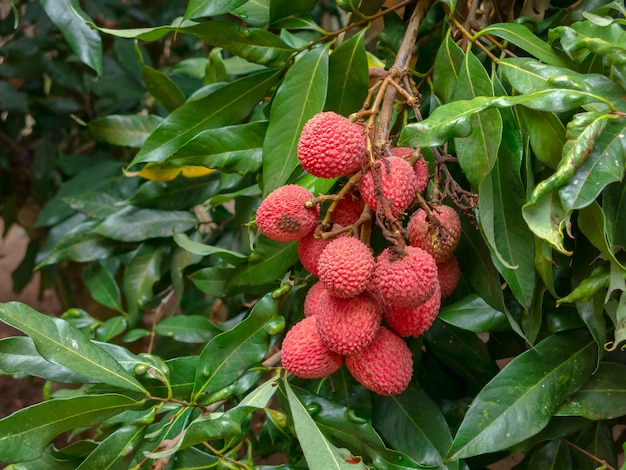 Frutti maturi del litchi sull'albero pronto alla raccolta
