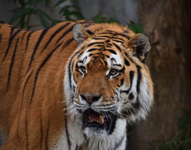 Mature male Siberian tiger with open mouth