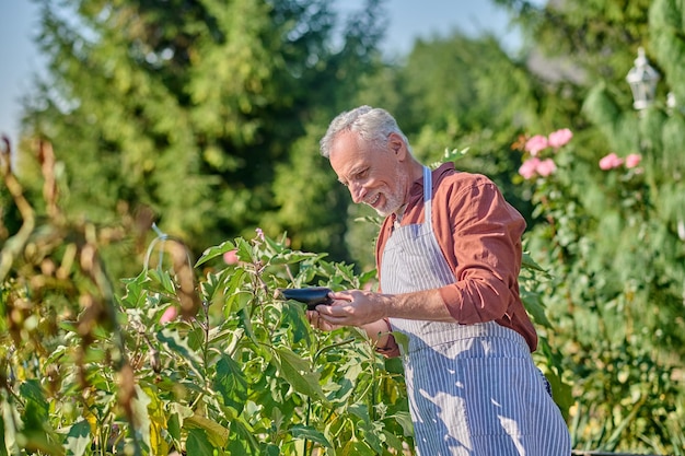 Mature man in burgundy shirt in the greenhouse