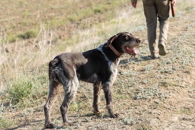 Photo mature man hunter with gun while walking on field with your dogs