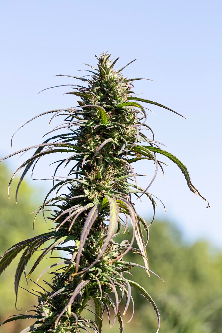 Photo mature marijuana plant with bud and leaves texture of marijuana plants at indoor cannabis farm cannabis plants growing outdoor with big marijuana buds marijuana posterclose up