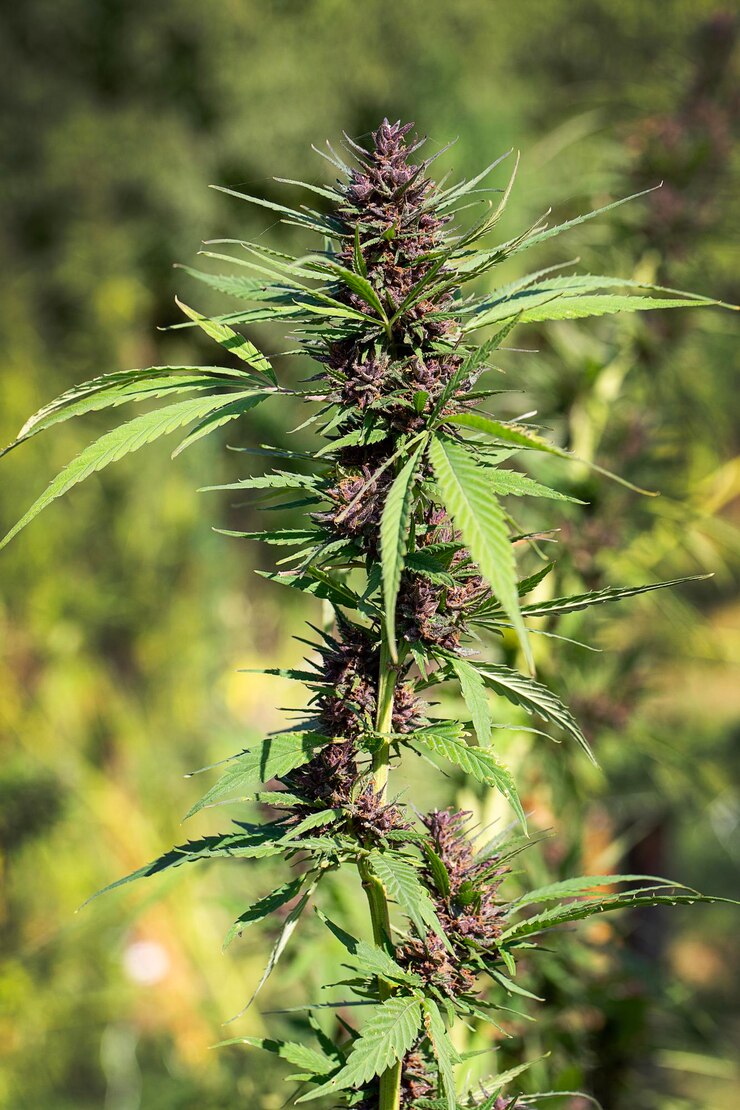 Photo mature marijuana plant with bud and leaves texture of marijuana plants at indoor cannabis farm cannabis plants growing outdoor with big marijuana buds marijuana posterclose up