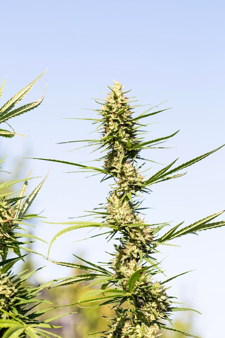 Photo mature marijuana plant with bud and leaves texture of marijuana plants at indoor cannabis farm cannabis plants growing outdoor with big marijuana buds marijuana posterclose up